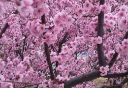 八字原局婚姻宫被合怎么解决