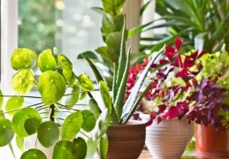 家里植物摆放风水禁忌（家里植物摆放风水禁忌有哪些）