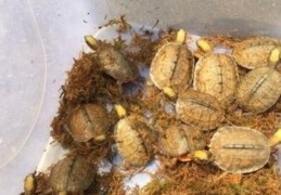 养龟的风水作用和禁忌