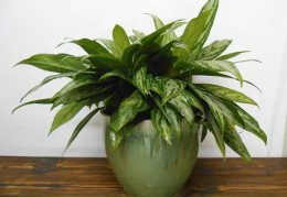 十大阳台化煞招财植物