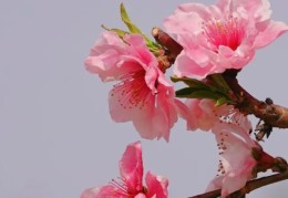 2026年流年桃花旺的特征