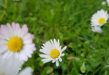 桃花是什么意思