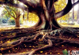 五行缺木的人忌讳什么