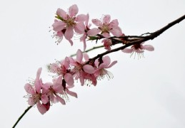 八字看配偶对婚姻的忠诚度