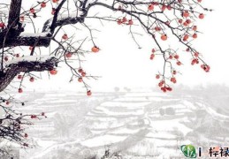 八字从弱格详解大全