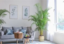 什么植物适合卧室中种植