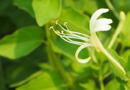 书房风水格局如何安排（书房风水格局如何安排房间）