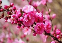 桃花旺的八字特征