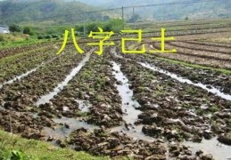 己土日元男命命好吗，八字己土日元遇什么命好