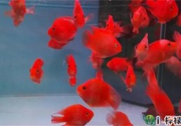 养鱼的数量风水讲究