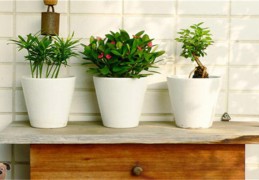 住宅花卉摆放风水讲究（住宅花卉摆放风水讲究图片）