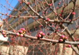 旺财的家居风水植物（旺财的家居风水植物有哪些）