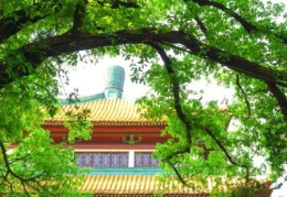 住宅西北方有树不能砍