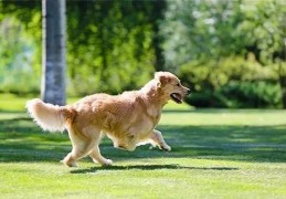 养狗的风水禁忌