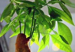 客厅摆放发财树风水禁忌