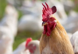 辛金生于各月详解（辛金生什么）