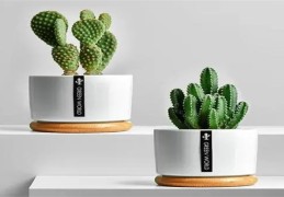 仙人掌的风水功能及摆放禁忌