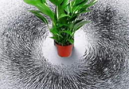 植物风水提升气场