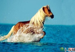 八字马星怎么看