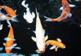 命中金水旺的男命好吗