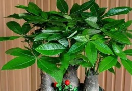 发财树风水摆放位置