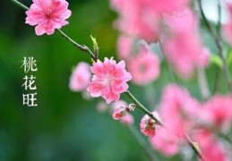 女命桃花旺的特征