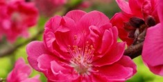 命里有红艳桃花的看法，命里有红艳桃花好不好