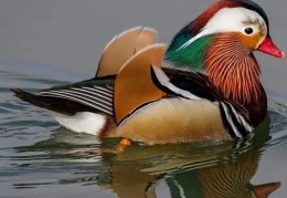 八字有孤鸾煞的人好吗