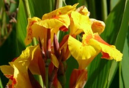 办公工位摆这些盆种可以防小人