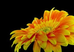 提升人缘的风水物件（提升人缘的风水物件有哪些）