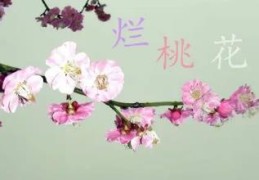 哪些家居风水最招烂桃花
