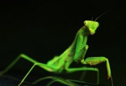 八字神煞勾煞绞煞含义