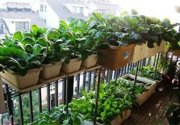 易学八字门派（易学八字门派有哪些）