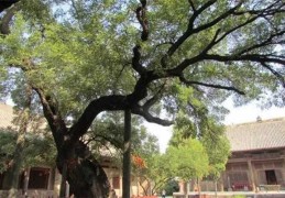 抑郁症的八字特征