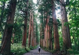甲木是十神的运势