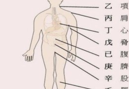八字中代表的人体器官信息
