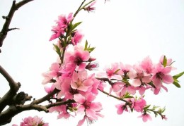 旺桃花的住宅风水