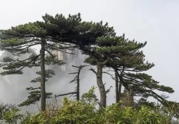 松柏木命的人事业好吗