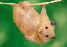 2008年出生的人是什么命