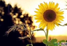 伤官与十神坐支关系