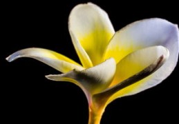 1981属鸡女2024财运与事业怎么