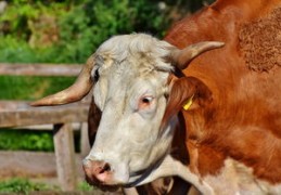 2024年龙年最吉利的四大属相