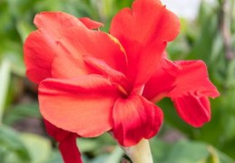 引起烂桃花的风水（引起烂桃花的风水有哪些）