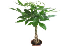 卧室放什么植物风水好