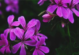 命带金桃花的八字特征（命带金桃花的女孩）