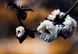 什么样的八字人品好（什么八字的人人品好）