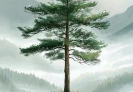 辛卯松柏木的人命好坏，辛卯松柏木各时辰吉凶解析