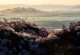 八字假从格是怎么回事