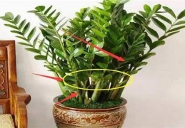 化煞效果好的风水植物