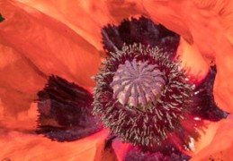 文财神怎么摆放